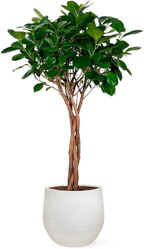 Ficus Moclame o Laurel de Indias | (Alt. 80-90 cm | 24ø) | Planta natural de interior disponible en dos alturas | April Plants
