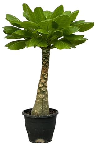 Trendyplants - Brighamia Insignis - Hawaii-Palme - Zimmerpflanze - Höhe 20-40 cm - Topfgröße Ø12cm