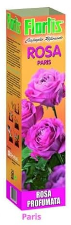 Generico Flortis Rosa Profumata Pregiate varietà di Arbusti a Cespuglio, Protezione Paraffina Anti Disidratazione, Profumo Intenso, Colori Assortiti, 10x10x42 cm 1 PIANTA di (Rosa Paris)