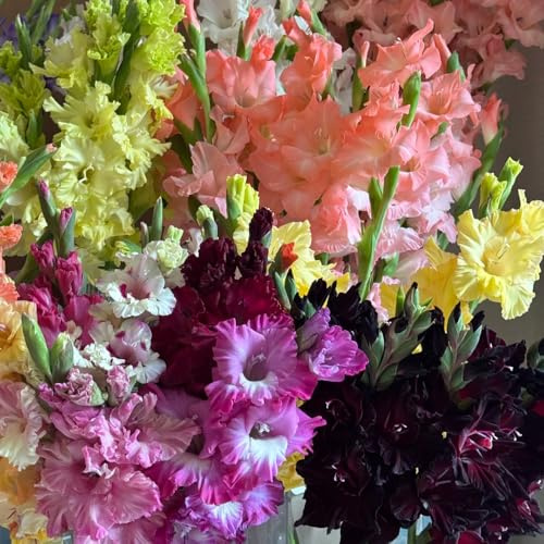 bulbi di gladioli resistenti, rare balcone 5pcs