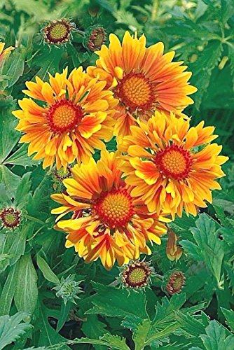 Kokardenblume -Gelbe w/ORANGE CENTER 30 Samen