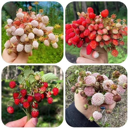 semi di fragola selvatica - resistenti balcone giardino interno biologici 350pcs