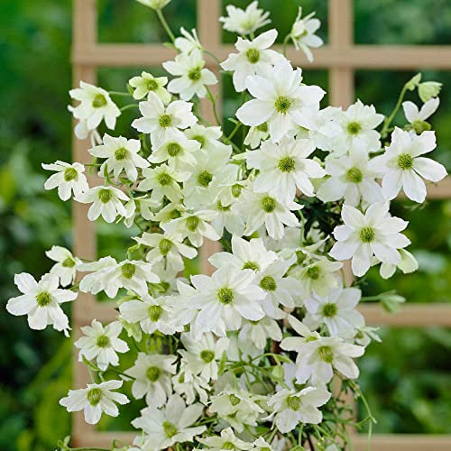 You Garden - 3 x Evergreen Climbing Clematis 'Early Sensation' in 7/9cm Pots - Hardy Perennial Vine Plants for Gardens - Trellis Flowering Climbing Plants in Pots
