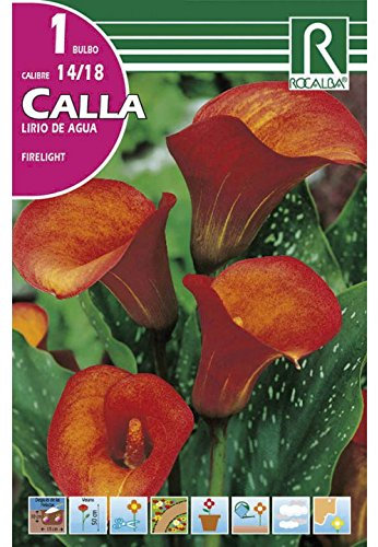 BULBO CALLA LIRIO DE AGUA FIRELIGHT - CALA FLOR JARRO - 1 UD…