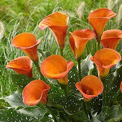 Riesige weiße Calla-Zwiebeln/Geliebt bei Blumenliebhabern/Importierte Blumenzwiebeln/Angenehmes Erlebnis – 1,3 Blumenzwiebeln