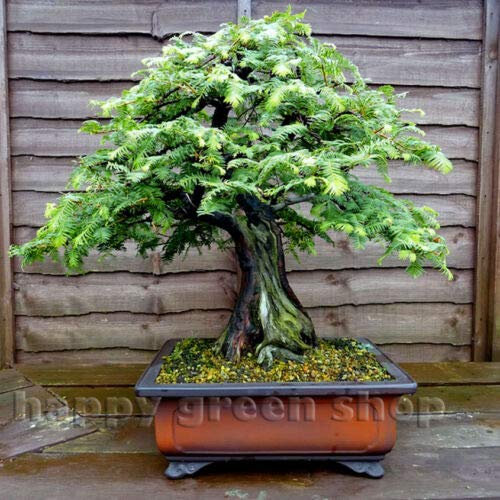 Semi Freschi - Dawn Redwood - 60 Semillas Semi Metasequoia Glyptostroboides Sequoia Secuoya Gigante: Semillas