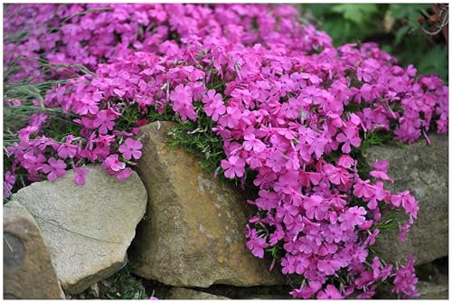 10 x Phlox subulata 'McDaniel's Cushion' (Winterhart/Staude/Bodendecker/Mehrjährig/Stauden/Immergrün) Violetter Polster-Phlox - Farbintensiver Bodendecker mit Eleganz. - Trittfest - von Stauden Gänge
