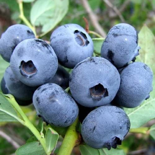 Myrtille géant américain 3 ans, prêt à fruits 80-120 cm