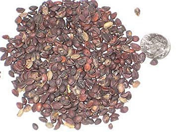 Arbre européen Privet Seed Pack, troène commun Graines Idéal pour Bonsai 10