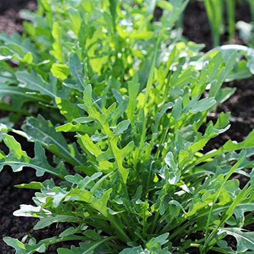 semi di rucola, orticole balcone d'appartamento esotiche in vaso giardino, resistenti, longeve giardino roccioso interno sul arredamento del 200pcs