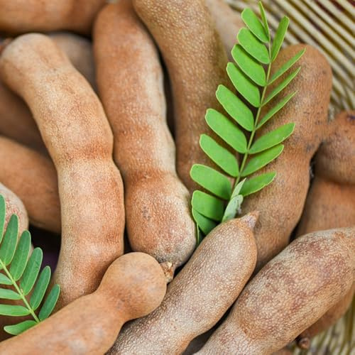 semi di tamarindo da balcone raro esotico frutteto da giardino roccioso resistenti frutto nani, resistenti frutto colonnari serre balcone colonnare 30pcs