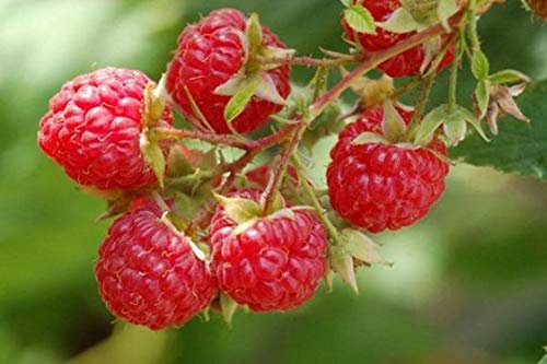 50 Graines de Framboise Sauvage - fruit rouge jardin - semences paysannes reproductibles - SemiSauvage