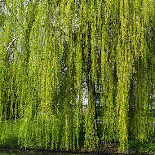 Golden Weeping Willow Hedging Hardy Tree Hedge Flowers Spring Flowering Garden Plants Grow Your Own Hedge 1 x Bare Root Golden Weeping Willow Hedging by Thompson and Morgan