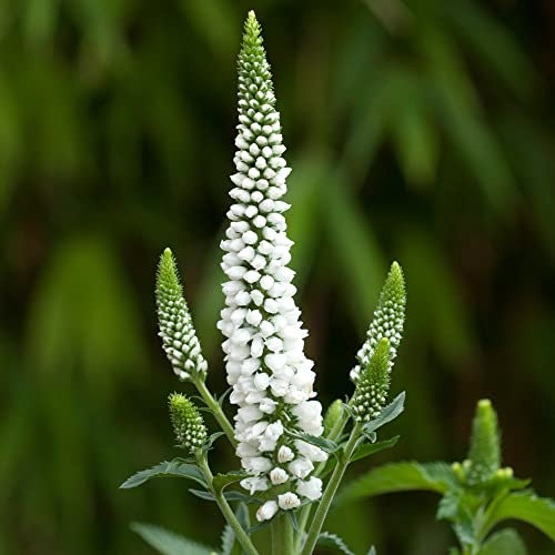 Veronica First Lady - Tall Speedwell | Deciduous Outdoor Garden Perennial Plant (20-30cm Incl. Pot)