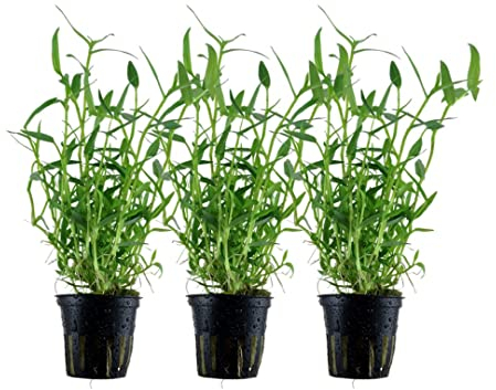 AquaOne Aquarium Pflanze 3 Stück Murdannia keisak I Wasserpflanze Aquariumpflanze Stängelpflanze voll durchwurzelt einfach pflegeleicht Aquascaping Dekoration