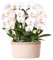 Kolibri Orchids | weißes Orchideen-Set im Baumwollkorb inkl. Wassertank | drei geschwungene weiße Orchideen Niagara Fall 12cm | Mono Bouquet weiß mit Selbstversorger