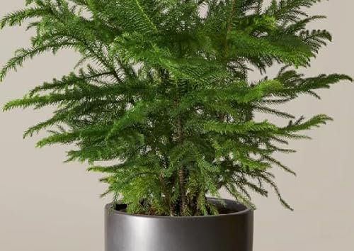 50 graines de plantes d'Araucaria vertes