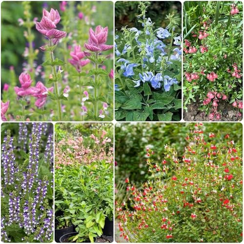 Semi di salvia, semi da giardino Salvia japonica, selvatici semi di aromatiche 200pcs