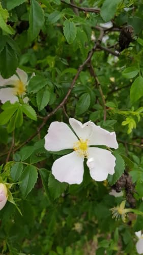 Rosa canina/Églantier/Conteneur de 2 à 2.9 litres/Plante grimpante tuteuré