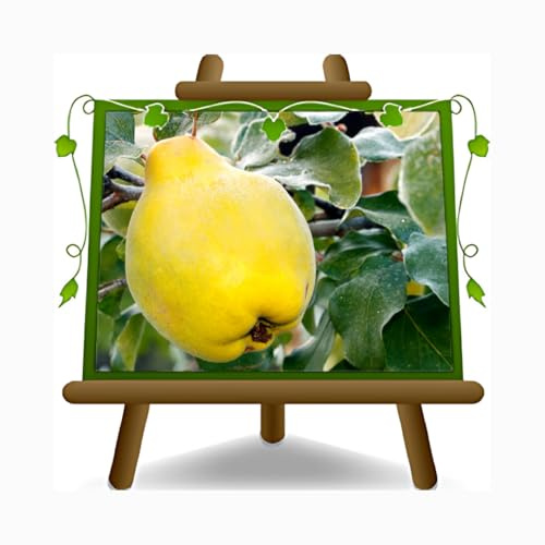 EURO PLANTS VIVAI Cognassier/Poirier-Cognassier variété Wrania (Vranja) – Plante fruitière ancienne – Hauteur maximale 180 cm – Âge : 4 ans