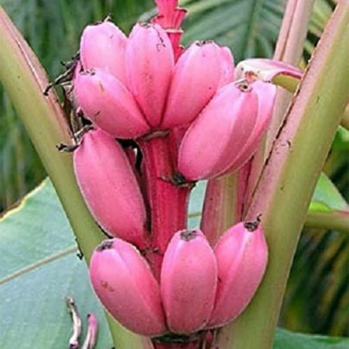 Pink Banana Seeds | Musa Velutina | 10+ Seeds