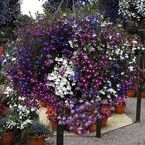 Lobelia Plug Plants 'Cascade Improved Mixed' Trailing Annual Flower Plant Blue White and Purple Blooms Half-Hardy Annual Easy to Grow Your Own Garden Flowers 12x Plugs by Thompson and Morgan
