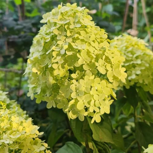 semi resistenti di ortensia a pannocchia - rampicanti decorative giardino balcone 90pcs