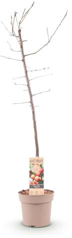 Plommonträd - Prunus domestica Victoria - Rött plommon - Fruktväxt - 80-90cm - Ø21cm - Trädgårdsväxt