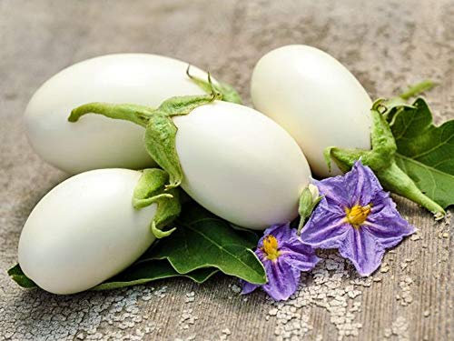 60 semi di melanzane uova bianca - Terrazza vegetale per orto - Semi di contadini riproducibili - Soffitto