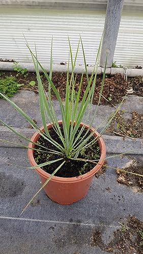 Yucca rostrata 'Sapphire Skies' ® / Yucca rostrata Bleu/Conteneur de 2 à 2.9 litres
