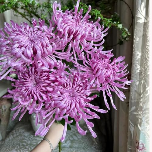 chrysanthemen - bonsai frühlingsblumen winterharte stauden blumensamen garten blumendeko schattenpflanzen winterharte 1000samen