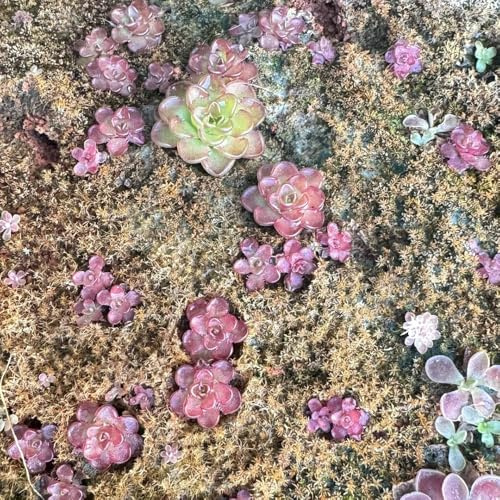 fettkraut fleischfressende schattenpflanzen, blumenbeet fettkrautsamen zimmerpflanzen blumendeko für sonnige plätze winterharte kübelpflanzen 20samen