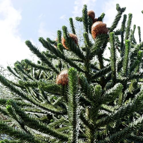 Semi di Araucaria, balcone, biologici di Araucaria Araucana, in casa di d'appartamento 150pcs