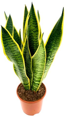I GIARDINI DI GIULIA - Lingua di suocera - pianta da interno facile da curare, Sansevieria trifasciata Laurentii - altezza ca. 40 cm, diametro del vaso 13 cm, Pianta Vera (In Vaso di Plastica)