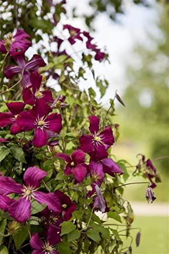 Clematis viticella 'Kermisina' 40-60 cm – Winterhart, Mehrjährig, Pflegeleicht – Italienische Waldrebe – Kletterpflanze für Pergola & Rankhilfe