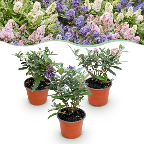 Buddleja davidii Butterfly Candy Little Tricolour - Arbusto per farfalle - Compatto - Rosa-Bianco-Lilla - 3 Piante - 20-30cm - Ø12cm - Pianta da giardino