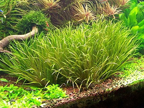 Lincolnshire Pond Plants Ltd Blyxa Japonica - Tropical Aquarium Oxygenating Live Plants for aquascaping