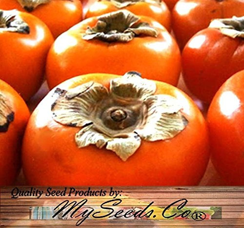 5 graines - plaqueminier arbres fruitiers Semences - Diospyros kaki