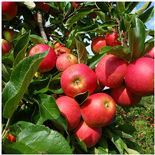 Elstar Apple Tree 4-5 ft Ready to Fruit,Sweet Crunchy Desert Apple 3fatpigs®