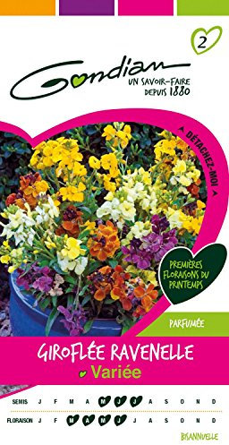 Gondian 165295 CP 2 Semences Giroflée Ravenelle Varie Multicolore 1 x 8,1 x 16 cm