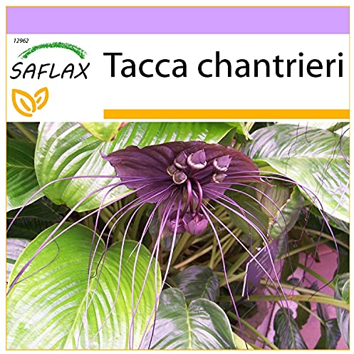 SAFLAX - Pianta pipistrello - 10 semi - Tacca chantrieri