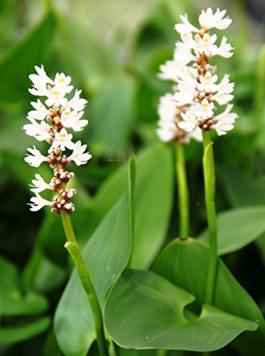 WASSERPFLANZEN WOLFF - Pontederia cordata 'Alba' - herzblättriges Hechtkraut, weiß - winterhart - Rarität!