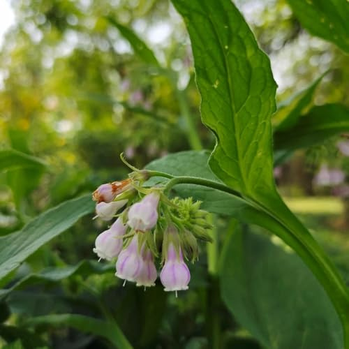 Semillas de consuelda orgánica, Symphytum officinale, semillas de balcón Semillas de consuelda reales, Las de jardín son resistentes 350pcs