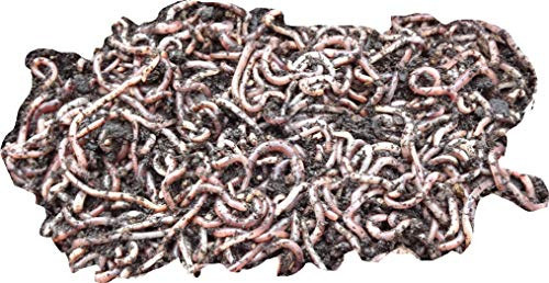 Yorkshire Worms SMALL Dendrobaena Worms 500g Pack - Suitable for Composting and Wormery Starter Packs (500g)