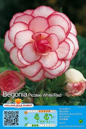 Begonienzwiebeln : Begonia - Begonie  Bicolor White/Red  1 Blumenzwiebel/Knolle