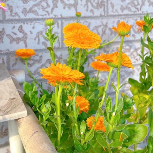 semi di calendula - resistenti esterno in vaso Arredamento del soggiorno con rialzata di selvatici esotici decorativo 200semi