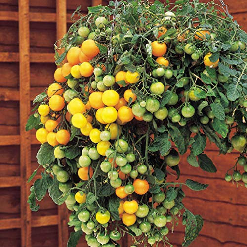 Viridis Hortus - Tomato 7 x Tumbling Tom Yellow Vegetable Seeds