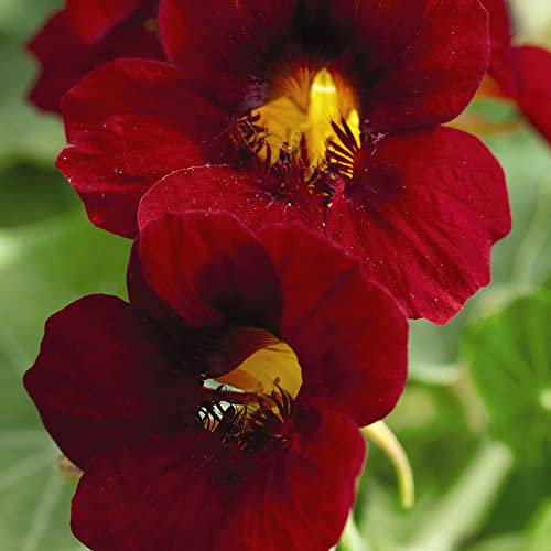 Nasturtium Seeds 'Crimson Emperor' Semi-Trailing Tropaeolum majus Indian Cress Red Blooms Half-Hardy Annual Easy to Grow Your Own Garden Flowers 1x Packet (Approx. 30 Seeds) by Thompson and Morgan