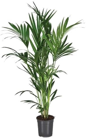 Palmera Grande Natural de Interior Kentia Palma Natural