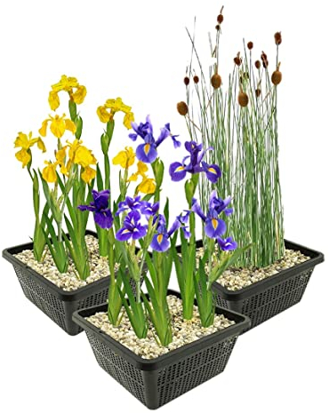 vdvelde.com - Sumpfpflanzen Set - M - - Kombi-Set- 12 Pflanzen- Platzierung: -1 bis -10 cm